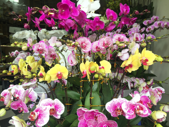 Lan là loài hoa được bày bán nhiều nhất, xuất hiện ở hầu hết các cửa hàng trên phố Hoàng Hoa Thám với chủng loại đa dạng, phong phú.