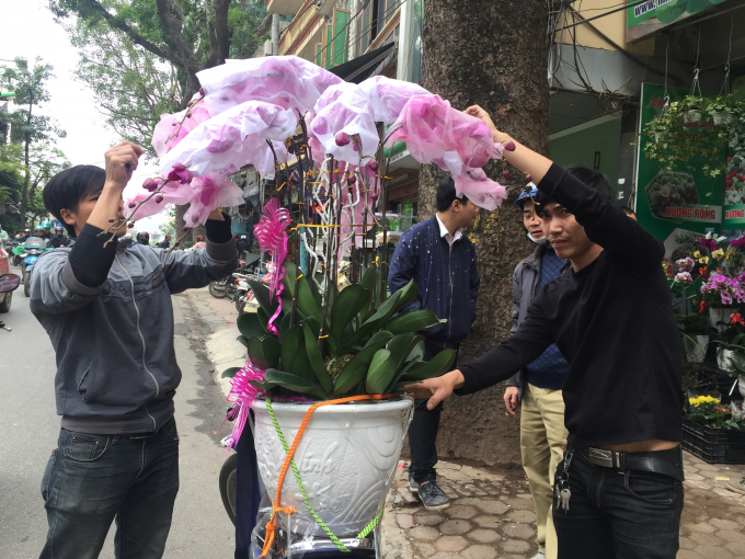 Ghi nhận thực tế tại một cửa hàng bán hoa lan tại phố Hoàng Hoa Thám, hoa lan đang được bán rất chạy trong những ngày này.