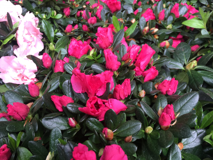 Những loại hoa có màu đỏ là lựa chọn yêu thích của nhiều gia đình trong dịp Tết, với mong muốn năm mới gặp nhiều may mắn, thuận lợi.