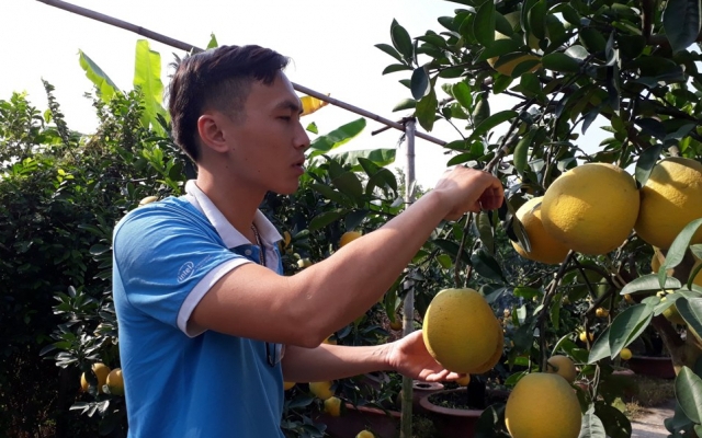 Mùa “ngọt” của chàng “nông dân 4.0”