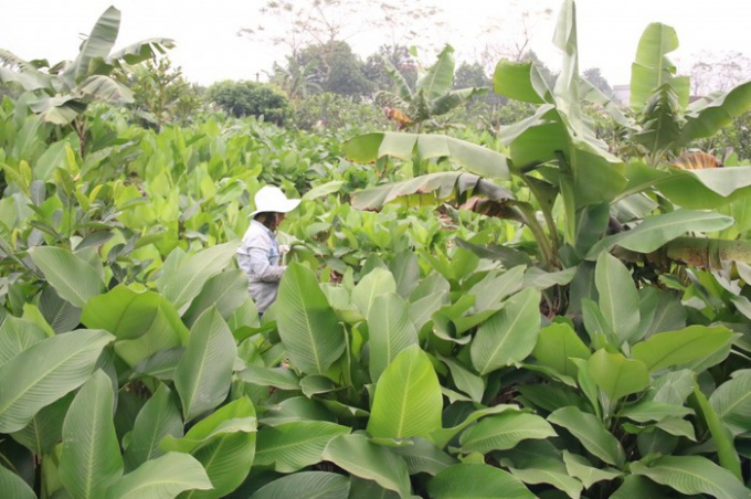 Từ lâu, thôn Tràng Cát nổi tiếng là thủ phủ lá dong của miền Bắc. Bởi lẽ tại thôn hiện có tới hơn 300 hộ dân trồng lá dong với diện tích khoảng 200 mẫu. Từ đầu làng đến ngõ xóm, đâu đâu cũng tràn ngập tràn màu xanh mướt của loại lá gắn liền với hương vị Tết