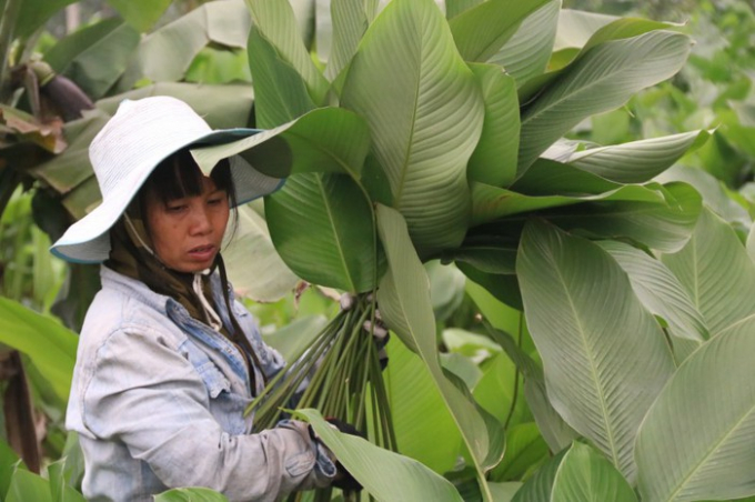 Chị Nguyễn Thị Tuyển, người dân thôn Tràng Cát cho biết, giá cả của lá khi bán tại vườn có sự dao động phụ thuộc vào kích cỡ lá, lá to sẽ được bán với giá 100 nghìn/100 lá, lá trung bình khoảng 50 nghìn/100 lá, còn lá nhỏ (lá tép) thì rẻ hơn, 12 nghìn/100 lá