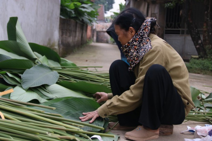 Theo người dân chia sẻ, việc trồng và chăm sóc lá dong không khó, phân bón chủ yếu bằng phân chuồng ủ mục. Lá dong trồng quanh năm, một tháng thu một lần nhưng cao điểm là vào dịp Tết Nguyên Đán. Thôn nhỏ Tràng Cát luôn tấp nập kẻ vào người ra trong thời điểm này