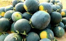 trung quoc tang cuong truy xuat nguon goc trai cay nhap khau