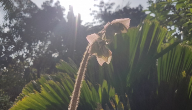 thu do ha noi don tet ky hoi voi chat luong khong khi tot