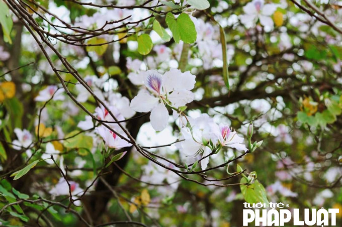 Sau đợt nghỉ tết nguyên đán, hoa Ban nở rực giữa lòng thủ đô, kéo mọi người về đây chụp ảnh checkin.