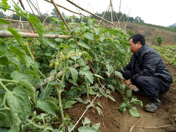 Mỗi năm anh Việt thu lời từ mô hình trồng rau đến 600 triệu đồng.