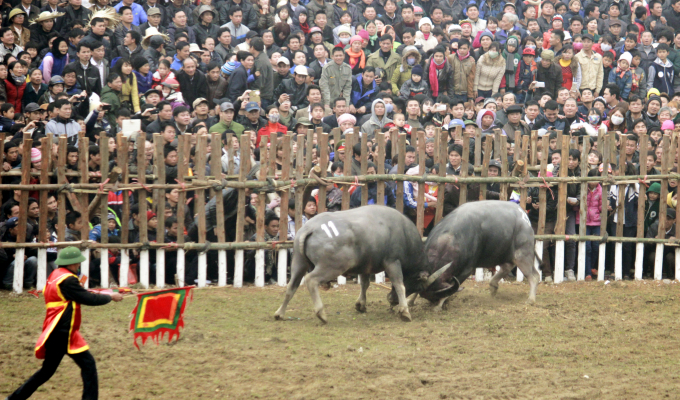 Lễ hội chọi Trâu Hải Lựu (Vĩnh Phúc ) năm 2019: Nhiều đổi mới trong quản lý và tổ chức