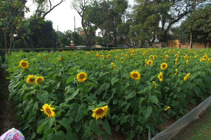 Hai thửa hoa được trồng song song với đường Hoàng Diệu và Nguyễn Tri Phương, tạo điểm nhấn trên quảng trường dẫn vào Đoan Môn.
