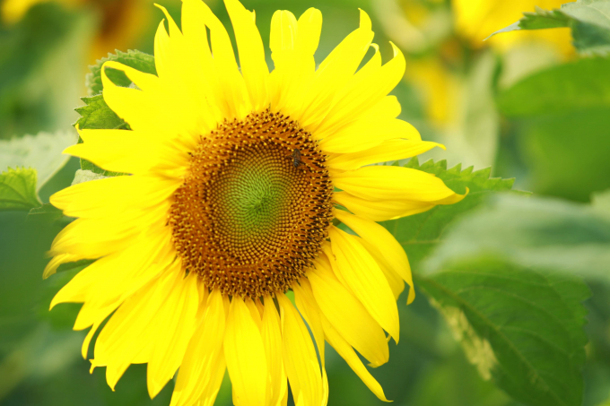 Hoa hướng dương còn gọi là hoa mặt trời bởi có đặc tính khá thú vị, bông hoa sẽ hướng theo ánh nắng mặt trời.