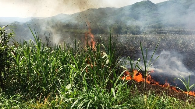 Quảng Ngãi: Lửa thiêu rụi 3 ha mía của 18 hộ dân
