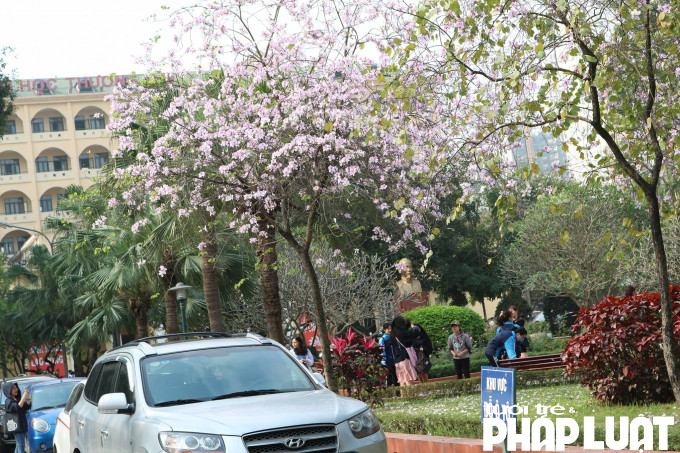 Hoa ban Tây Bắc nhuộm tím khuôn viên Đại học Thương mại