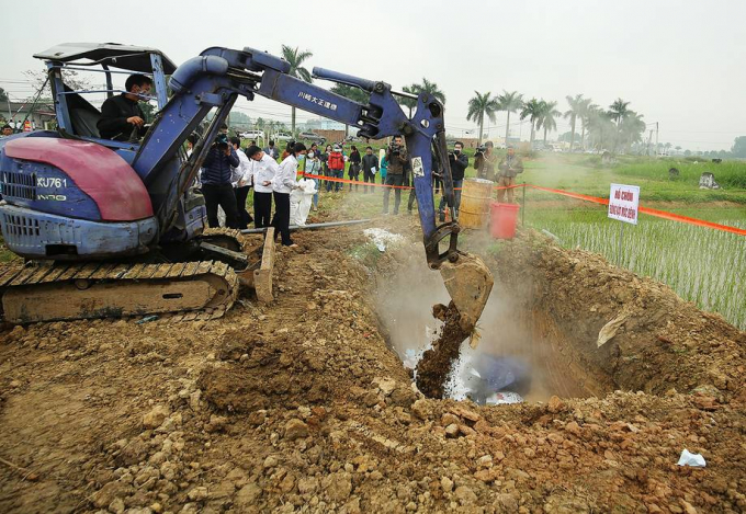 Những con lợn phát hiện có dịch sẽ được cho vào bao tải, đưa xuống hố sâu phủ lớp vôi bội để chôn