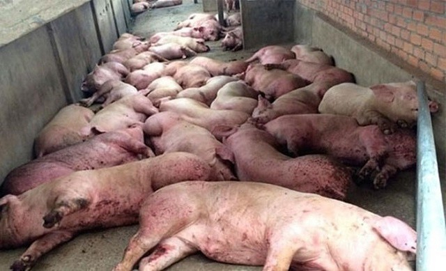 Hà Nội: Hỗ trợ người dân tiêu hủy lợn chết do dịch tả châu Phi