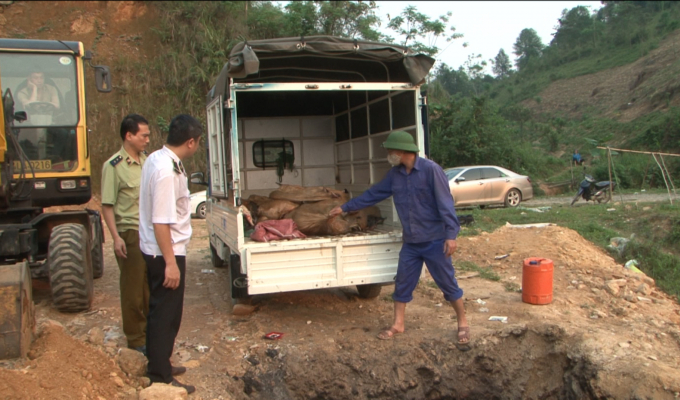Tiêu hủy hơn nửa tấn cá tầm không rõ nguồn gốc