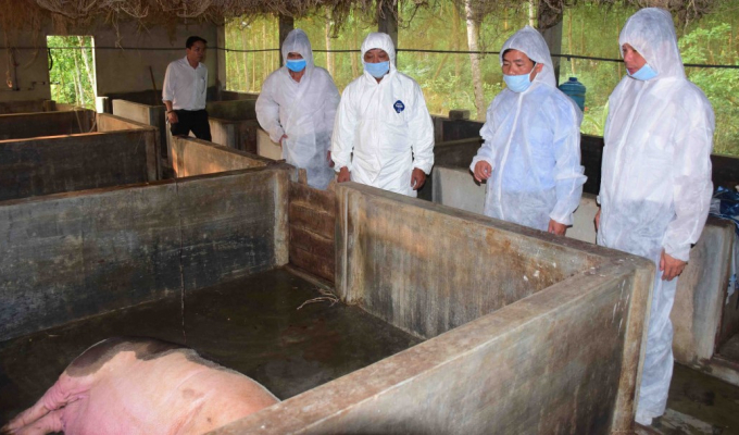65.000 con lợn tại 21 tỉnh thành bị tiêu hủy do dịch tả lợn châu Phi