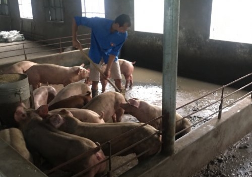 mo hinh thanh nien lam kinh te gioi tai thanh hoa