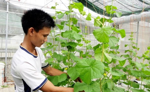 Cựu sinh viên Bách Khoa khởi nghiệp bằng mô hình trồng rau sạch thu hàng trăm triệu mỗi năm.