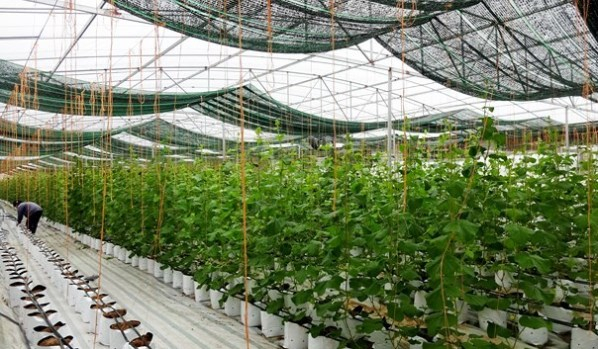 Mô hình trồng rau sạch công nghệ cao của Trần Duy Trung ở Nghệ An.