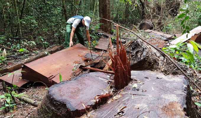Đốn hạ 32 cây gỗ lớn vì muốn... chặn đường lâm tặc