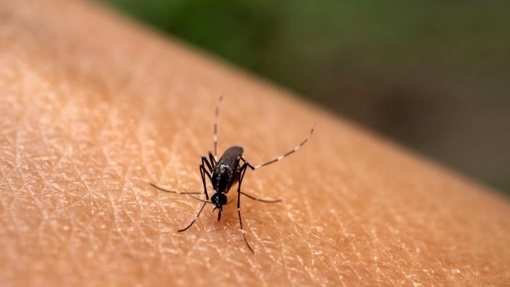 Hàn Quốc: Xét nghiệm nhanh sốt xuất huyết tại các cửa khẩu, sân bay