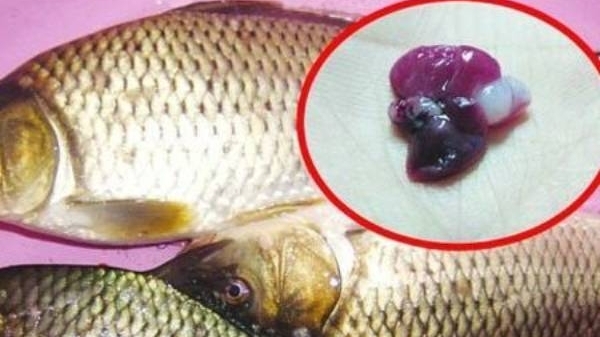 Chữa viêm phổi bằng mật cá trắm, một bé trai tử vong