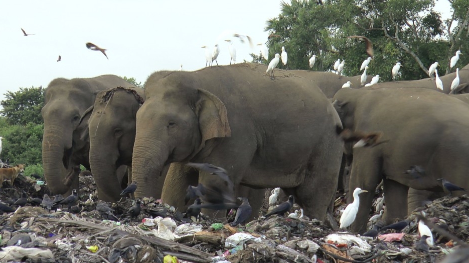 Bảo vệ loài voi, Sri Lanka cấm các sản phẩm nhựa dùng một lần