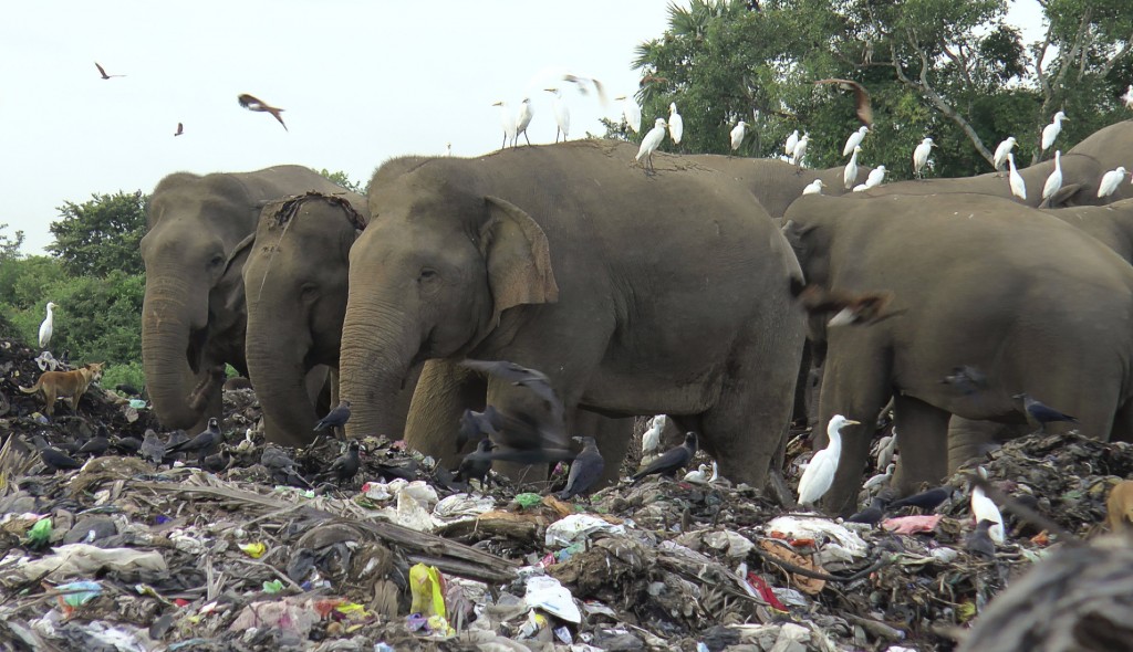 Những con voi đang tìm kiếm thức ăn tại một bãi rác thải ở Sri Lanka (Ảnh: AP) 