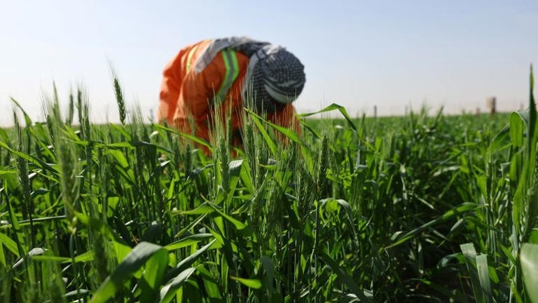 UAE trồng lúa mì trên sa mạc