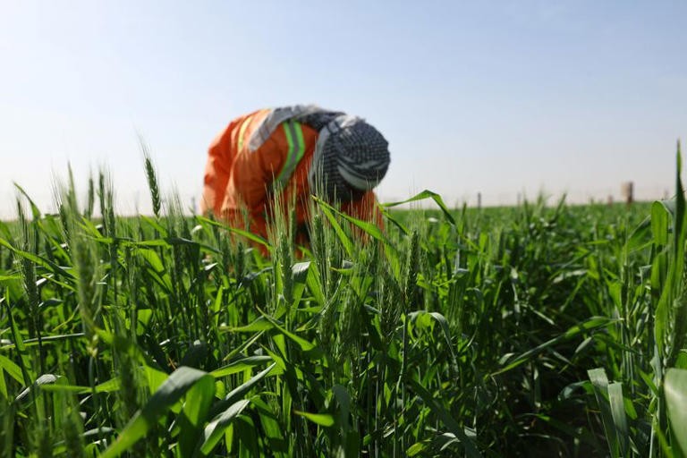 UAE trồng lúa mì trên sa mạc