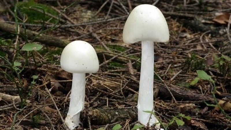 Ăn nấm hái ở rừng, hai vợ chồng cùng tử vong