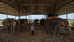 Thái Lan vắng du khách, voi “thất nghiệp”