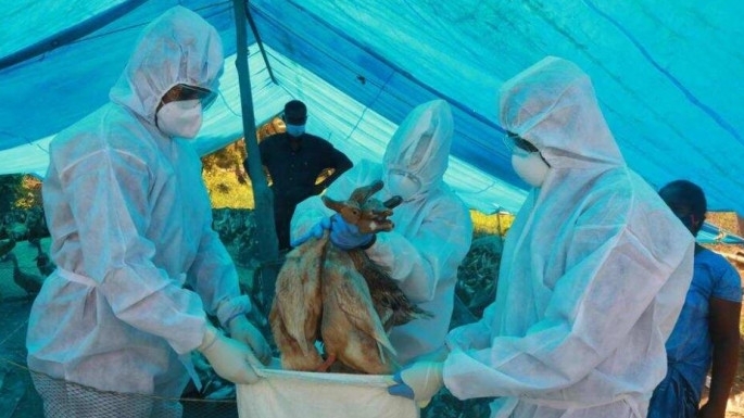 Thiếu miễn dịch làm tăng nguy cơ bùng phát dịch cúm gia cầm