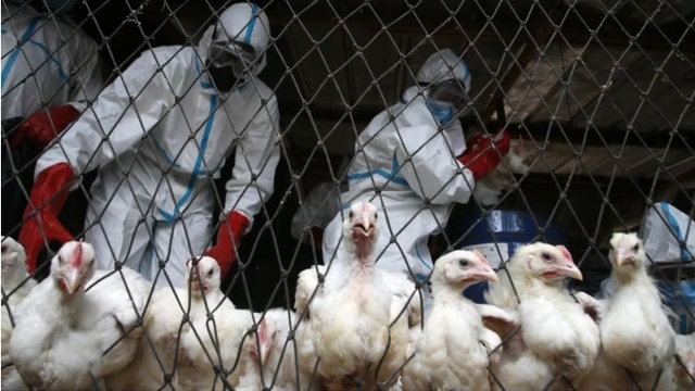 Nguy cơ xảy ra dịch cúm gia cầm nghiêm trọng gấp nhiều lần COVID-19