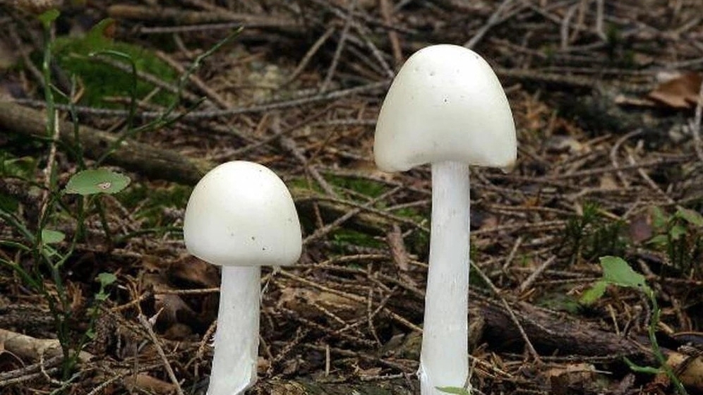 Hai vợ chồng nguy kịch sau khi ăn nấm hái ở rừng