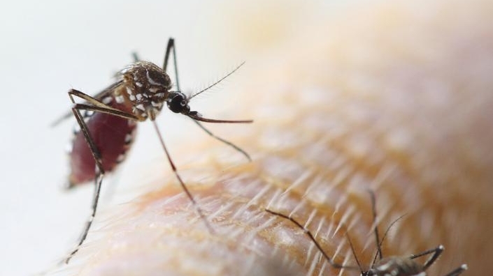 Châu Mỹ: Các ca mắc sốt vàng da tăng cao