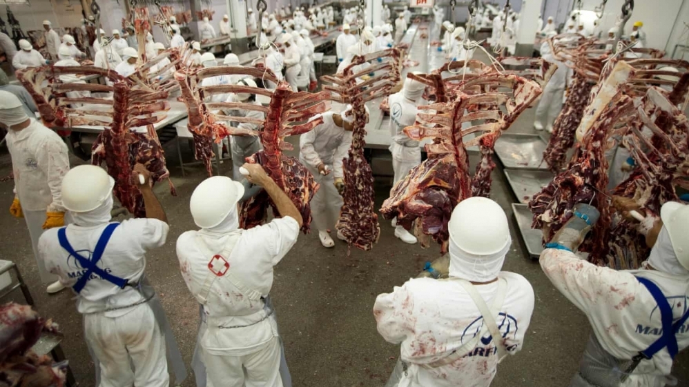 Rừng Amazon bị tàn phá… vì nhu cầu thịt bò của con người