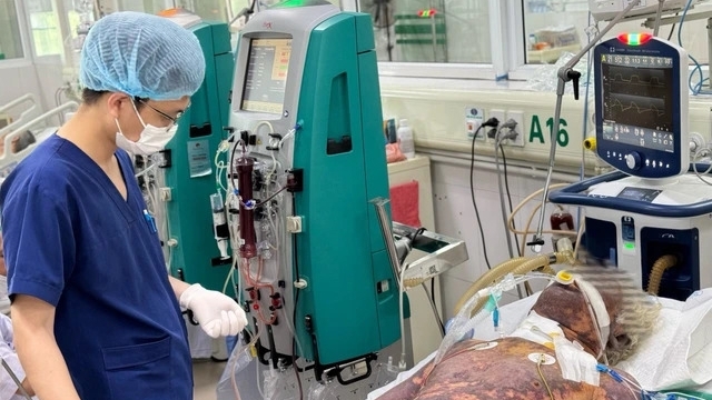 Sau khi mổ lợn, một người rơi vào tình trạng nguy kịch