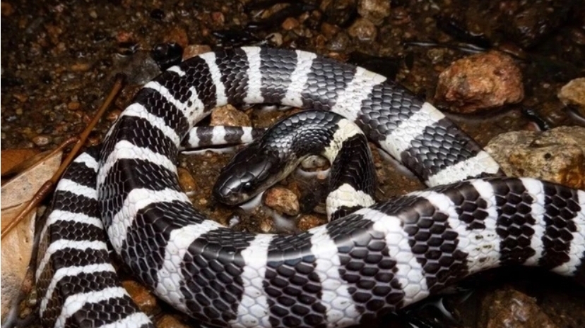 Rắn độc chui từ điều hoà ra cắn bé gái nguy kịch