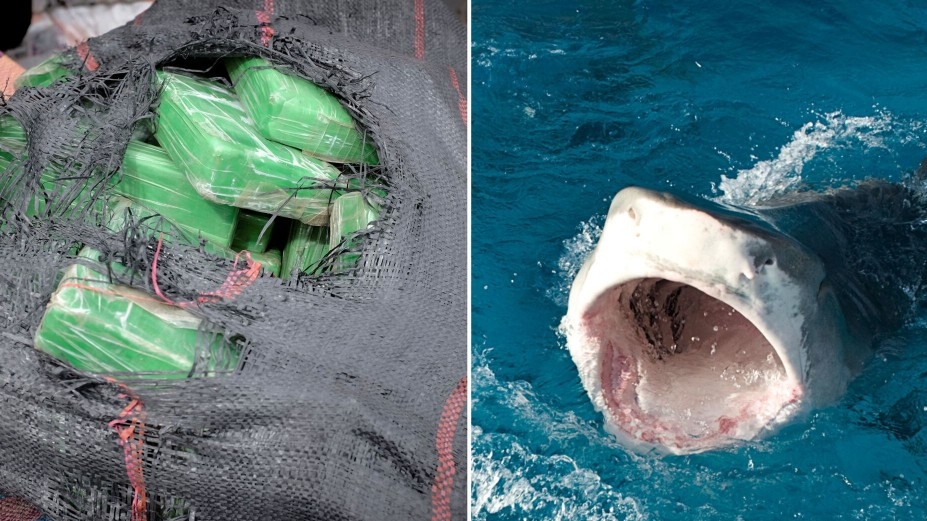 Cá mập có hành vi lạ do nuốt phải cocaine bị ném xuống biển