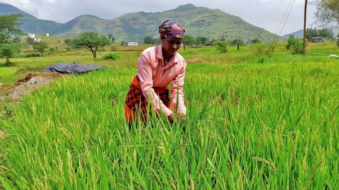 Ấn Độ cấm xuất khẩu gạo, giá lương thực toàn cầu có thể tăng cao