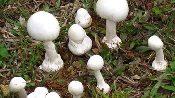 Tiếp tục có người tử vong do ăn nhầm nấm độc