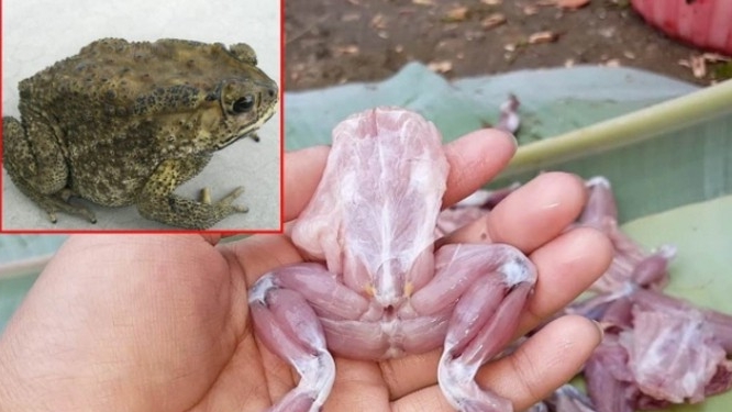 Vì sao ăn thịt cóc dễ gây ngộ độc?