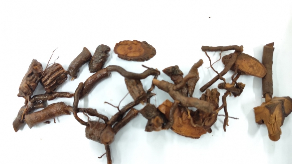 Nguy kịch vì uống nhầm rễ cây lá ngón để chữa mất ngủ