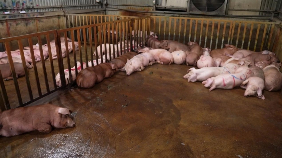 Nguy cơ nhiễm bệnh từ đường dây buôn thịt lợn bẩn