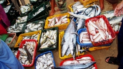 Cảnh báo ngộ độc do nhiễm độc tố ciguatera trong cá