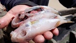 Ngộ độc cá nóc nguy hiểm như thế nào?