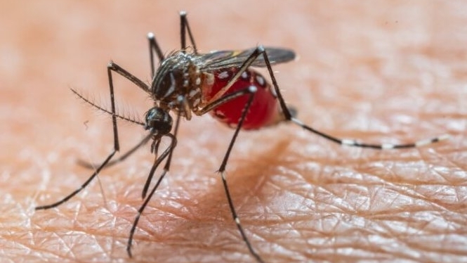 Người về từ nước có dịch bệnh Chikungunya cần theo dõi sức khỏe 12 ngày