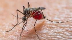 Người về từ nước có dịch bệnh Chikungunya cần theo dõi sức khỏe 12 ngày