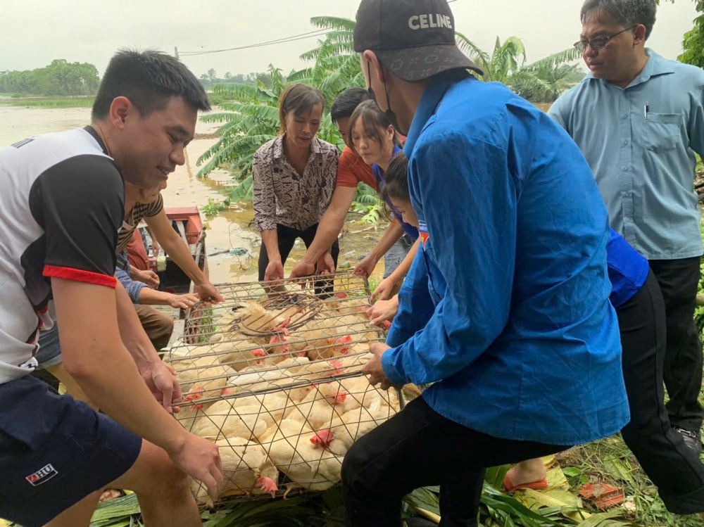 Cục An toàn thực phẩm (Bộ Y tế) khuyến cáo người dân vùng bão lũ không sử dụng gia súc, gia cầm chết chế biến thực phẩm.